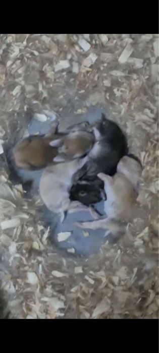 Coelhos anões com aproximadamente 1 mês