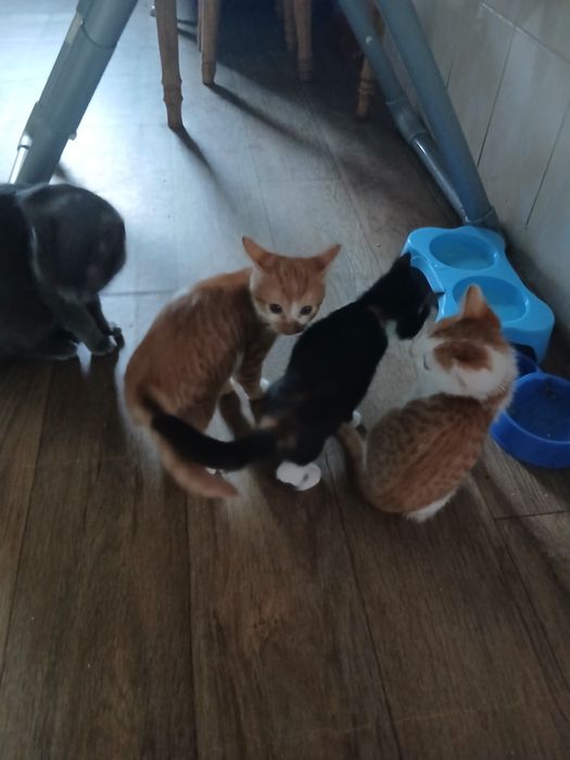 Котики в добрі руки