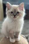 Kocurek Ragdoll pręgowany seal mitted