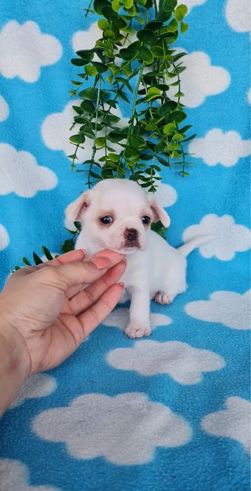 Excelente mini chihuahua/chiuaua Qualidade, Linhagem Russa