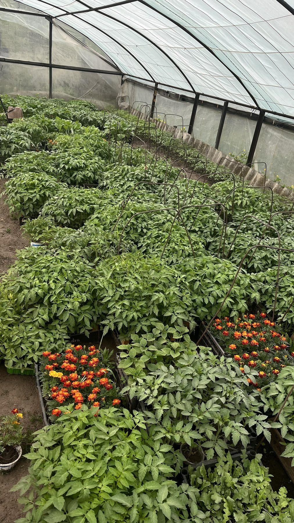 Розсада овочів помідори перець сині баклажан чорнобривці статіца