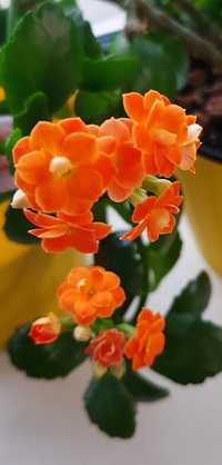 Цветущий каланхое (оранжевое)