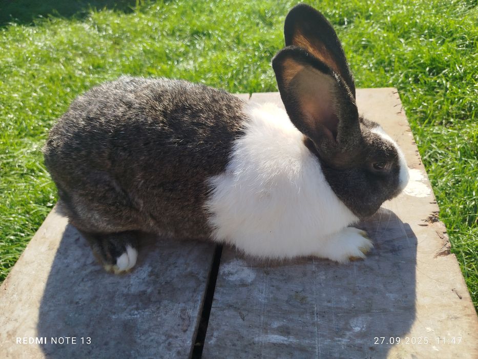 kalifornijskie samiec