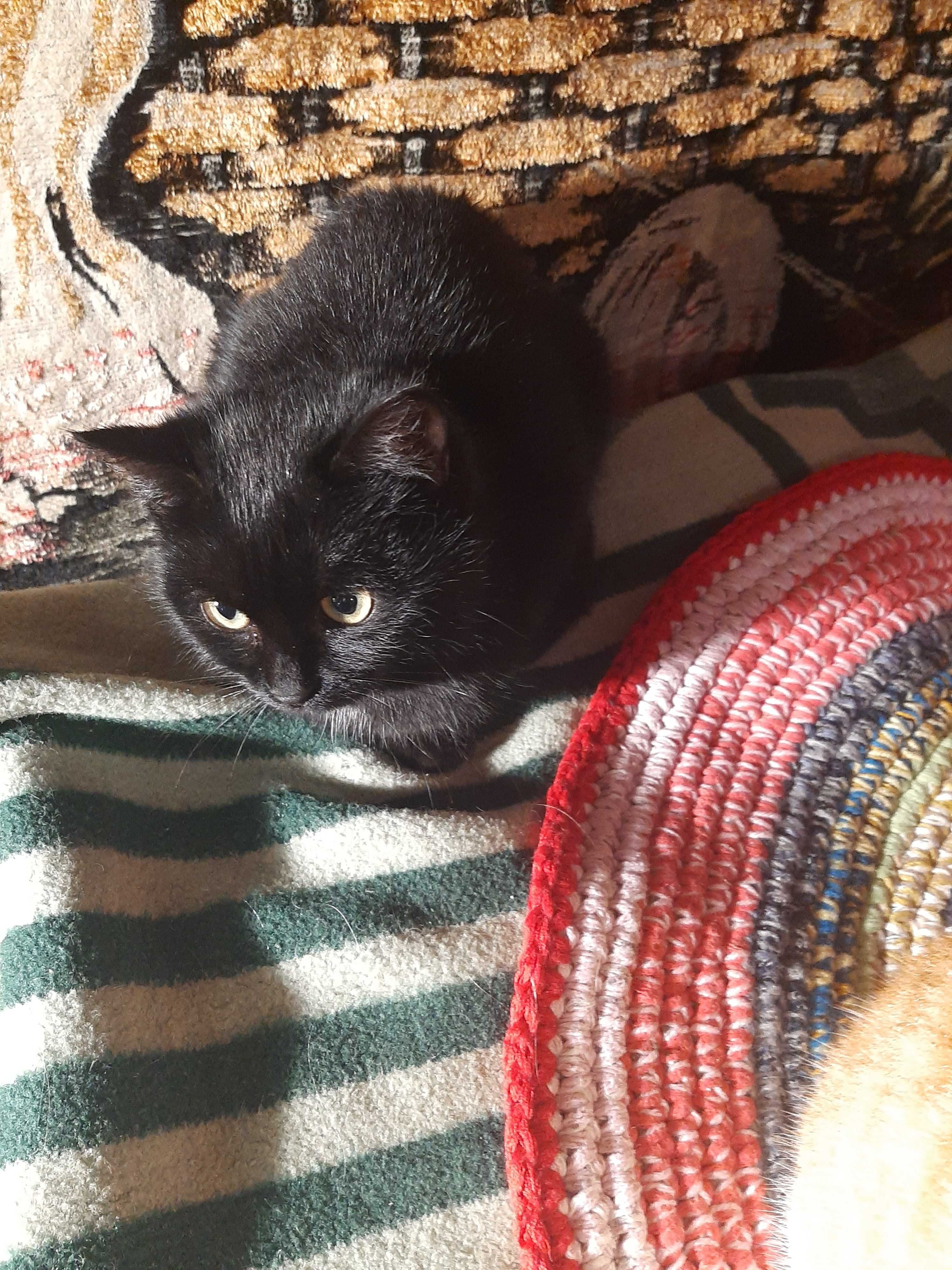 Котята в добрые ручки