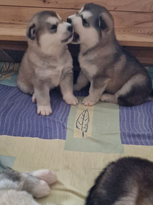 Szczenię  Alaskan  Malamute ZKwP/ FCI