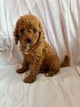 Suczka rasy Cavapoo