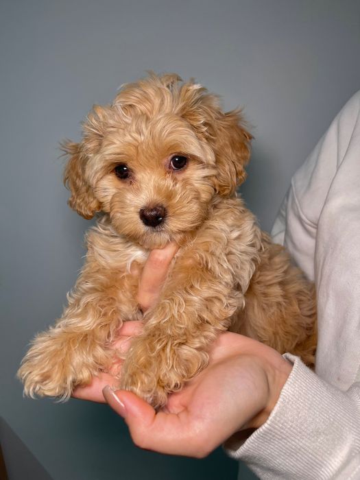 Дівчинка мальтіпу ф1 терміново шукає родину