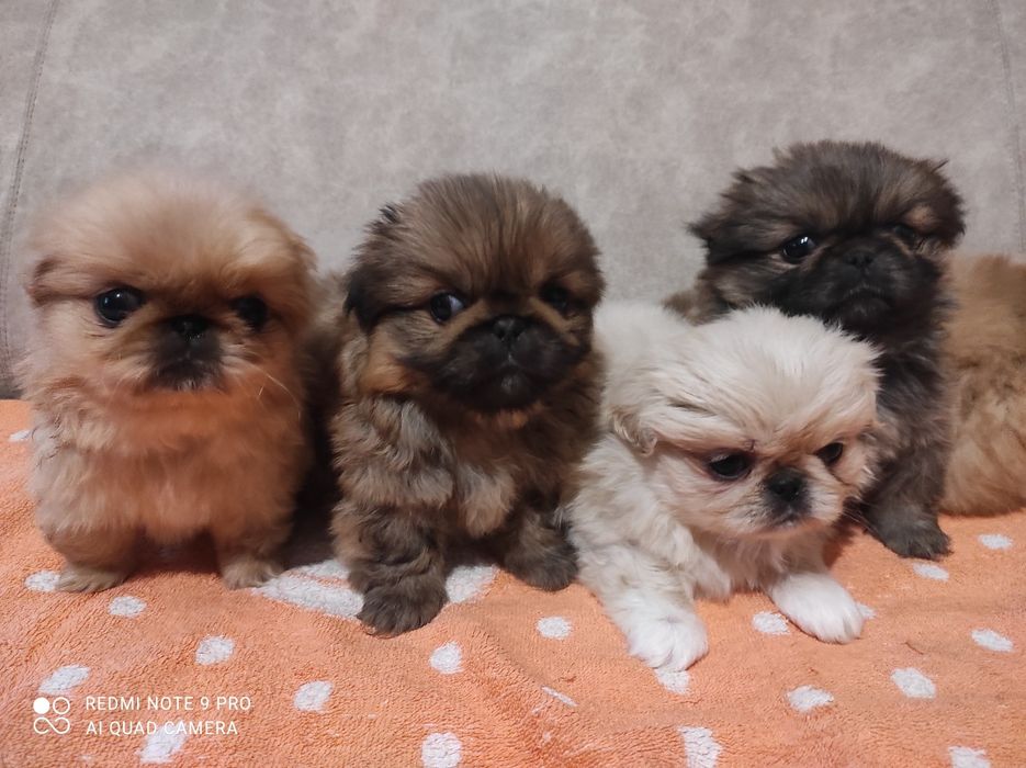 Продам маленьких пекінесиків чистокровні