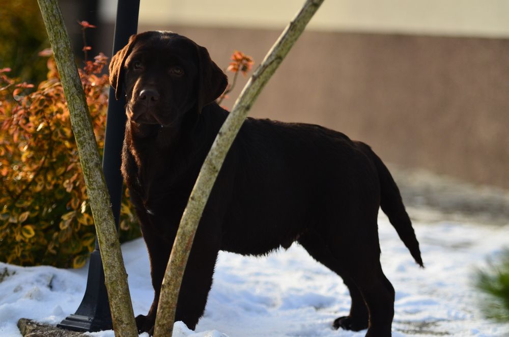 Labrador Retriever FCI
