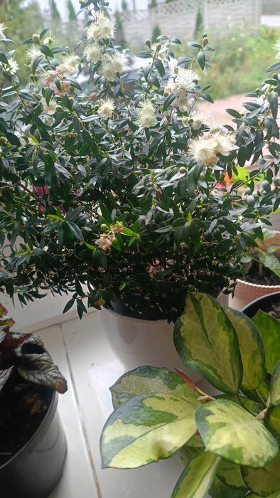 Sadzonki mirtu zapomniana roślina