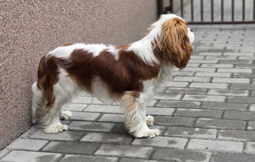 Cavalier  piesek ZKwP FCI