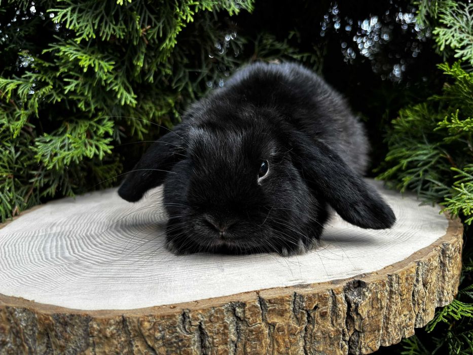Mini Lop Baranek Karzełek Miniaturka