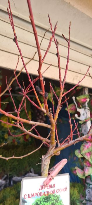 Катальпа- Нана,Вяз, шелковица, березы на штамбе.ОПТ.
