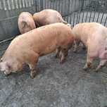 Knurki rasy pbz, duroc, duroc x pietrain