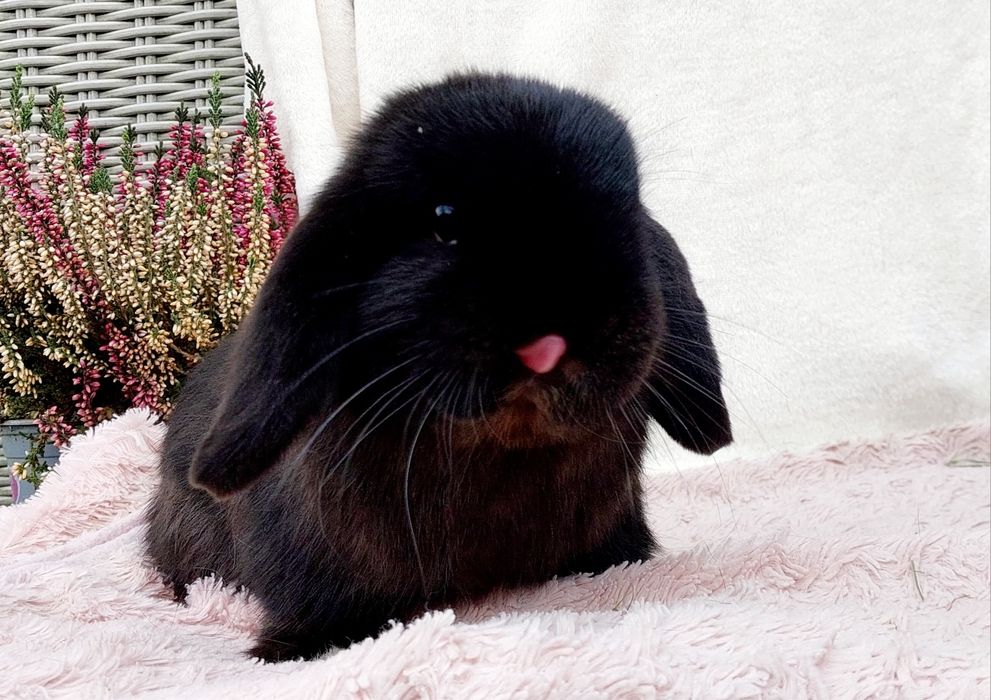 Królik mini lop baranek mianiaturka