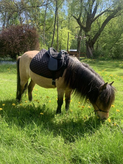 Kucyk szetlandzki poleca się na sprzedaż