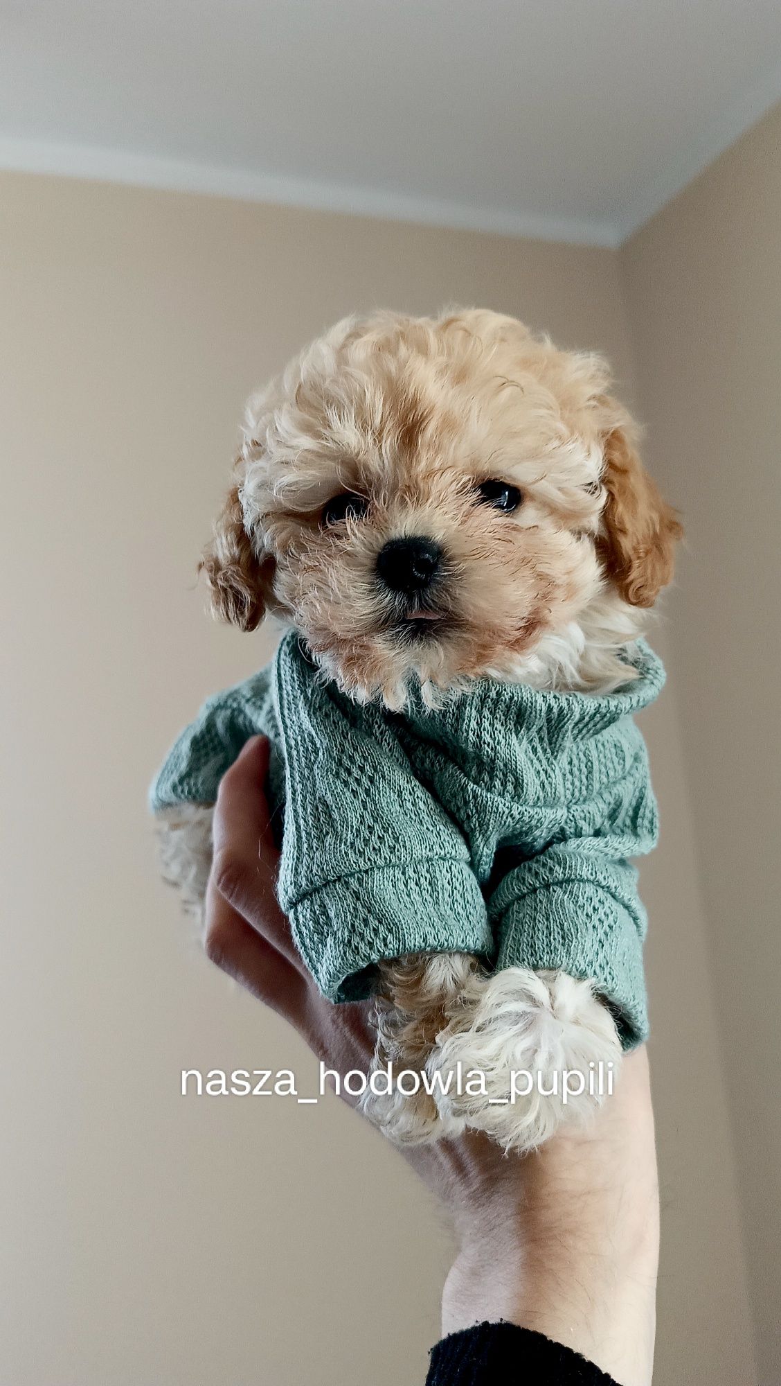 Bichpoo poochon hybryda jak maltipoo pudel toy x Bichon frise