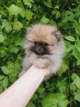 Maluszek Szpic miniaturowy Pomeranian