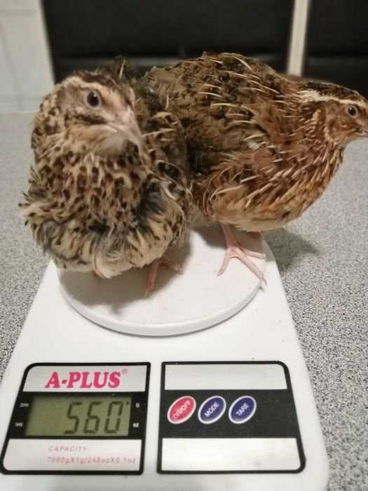 Перепел Перепела Перепелочки Яйца инкубация