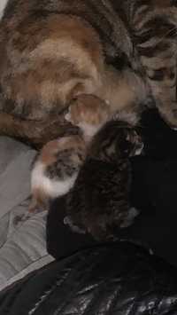 Gatinhos bebés para adoção