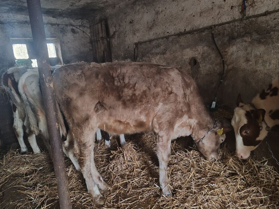 Jałówka mięsna charolaise