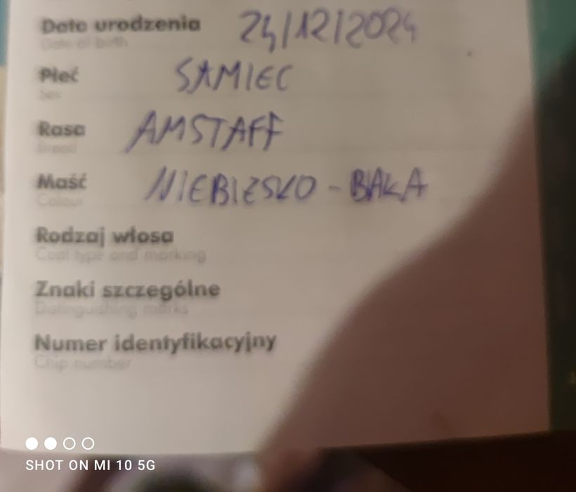 Amstaff urodzony 24.12.2024