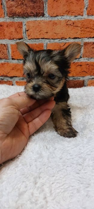 Yorkshire  chlopiec