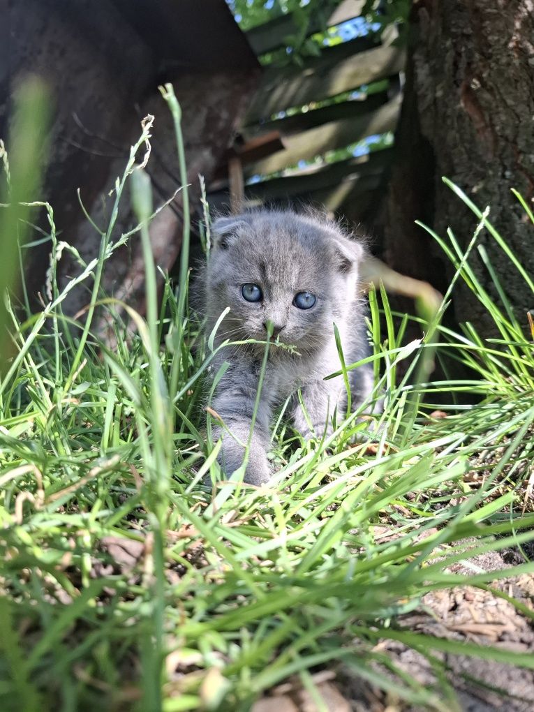 Шотландські висловухі кошенята. хлопчик і дівчинка