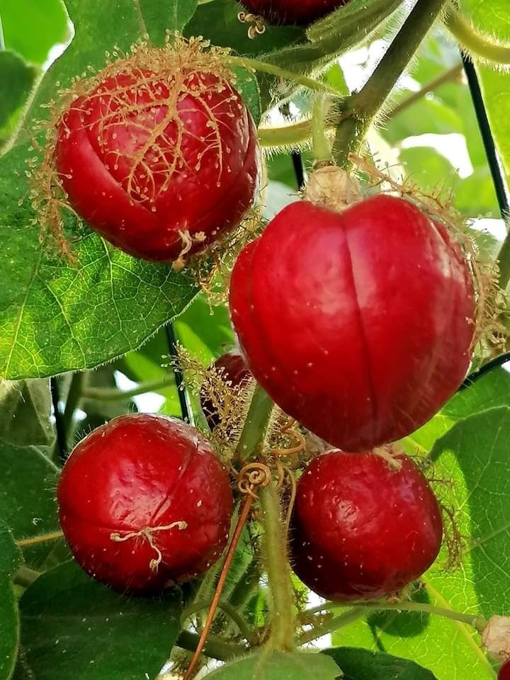 Plantas de   Maracujá Foetida