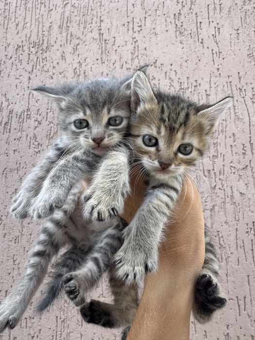 Котята від мами британськоі короткошерстноі