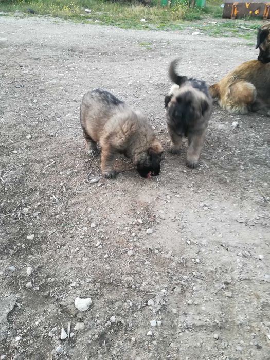 Cachorro Serra da Estrela