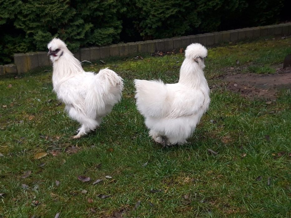 Kury  ozdobne  SILKA  SILKI  jedwabiste  OSTATNIA  PARA