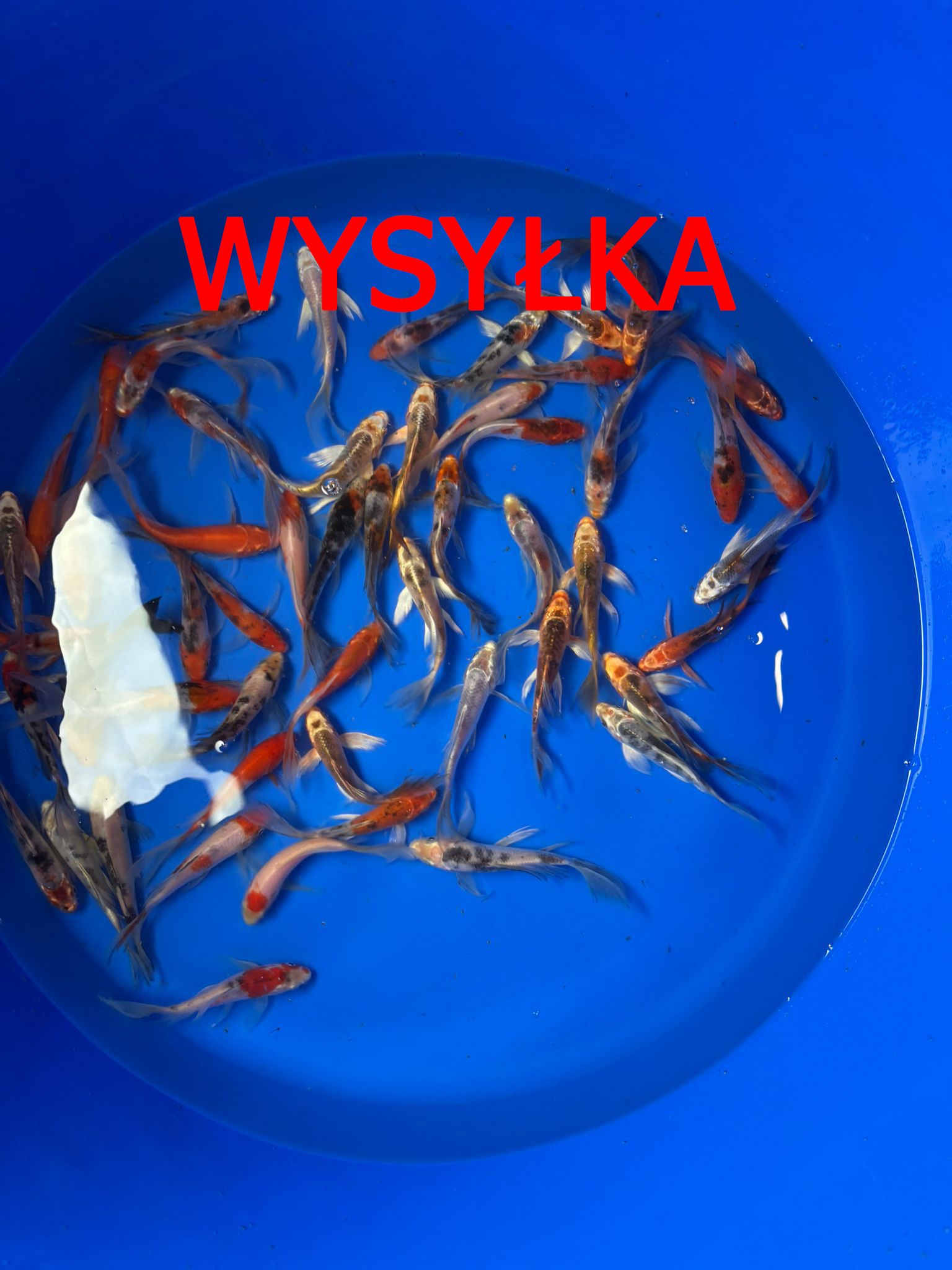 Karpie koi do oczka wodnego butterfly legalna szybka wysyłka