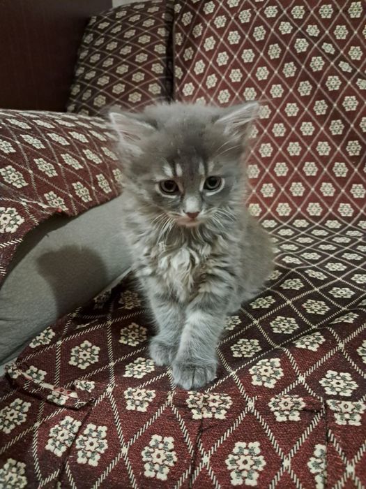 Малі пухнасті та грайливі бешкетниці( Віддам хорошим людям)