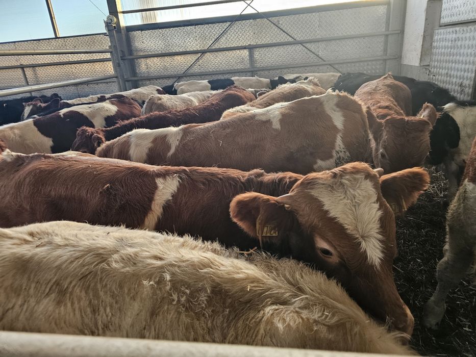 Sprzedam byki odsadki BBB SM LM MM