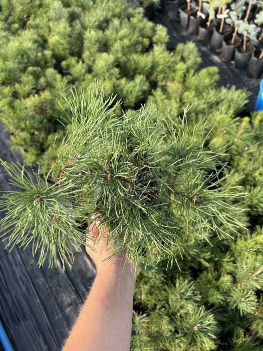 Сосна альпійська Pumilio, Кедр Корейський