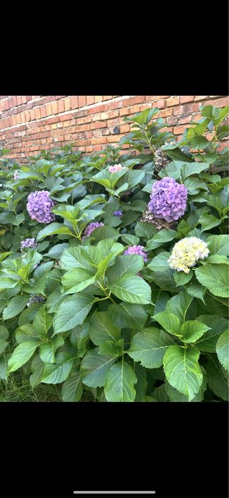 Будинок напівособняк м.ХУСТ