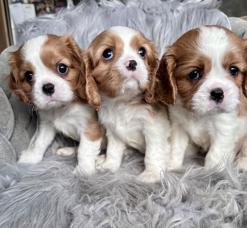 Dziewczynka cavalier king charles spaniel