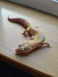 Gekon Lamparci [Pet]