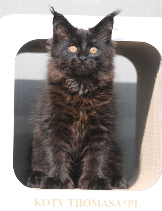 JEDYNA Czarna koteczka Maine Coon Polydactyl, gotowa do Odbioru*