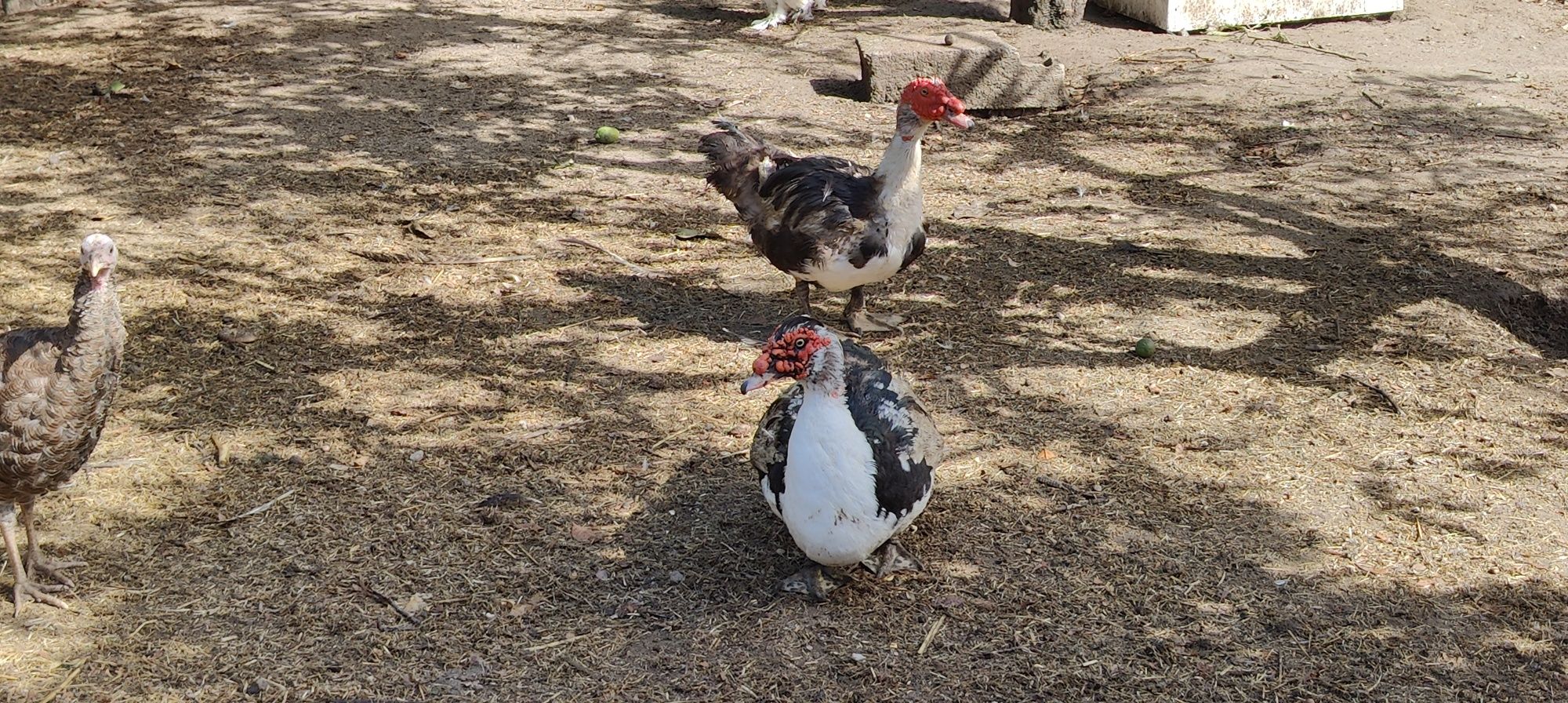Vendo casal de patos mudos