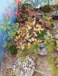 Sprzedam Drzewko Bonsai
