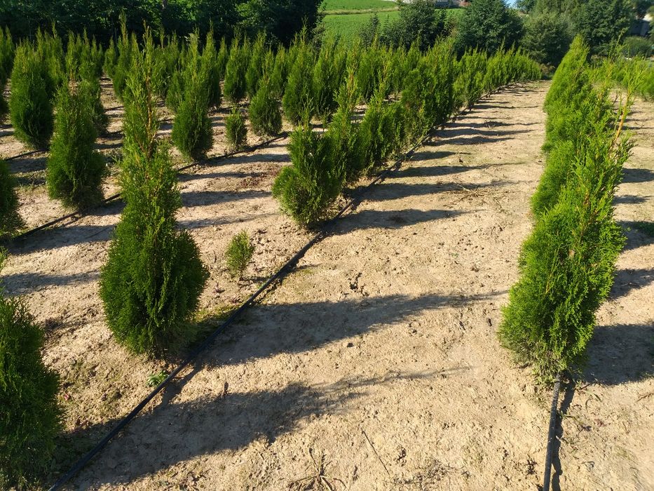 Tuja szmaragd thuja smaragd żywotnik zachodni