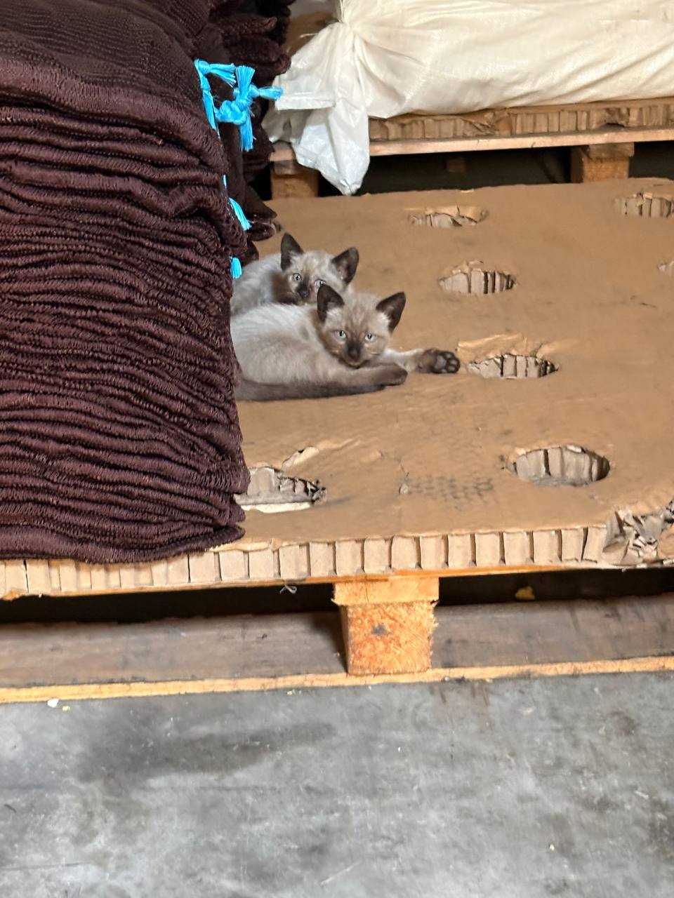 Gatos para adoção muito responsavel