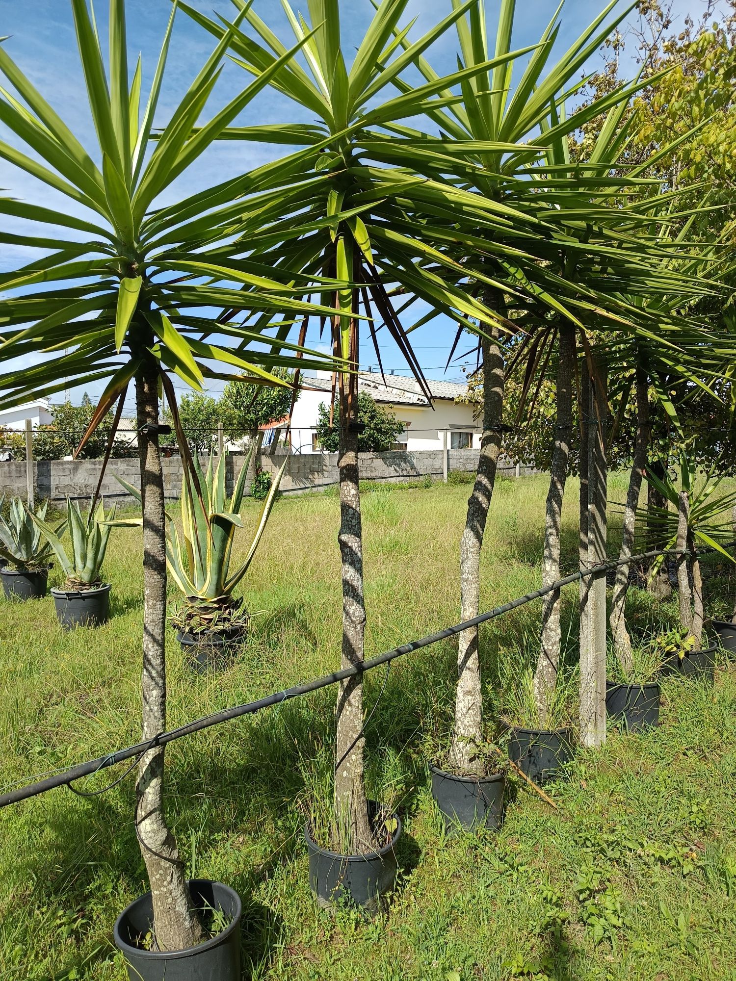 Vendo plantas para jardim Agaves e Yucas