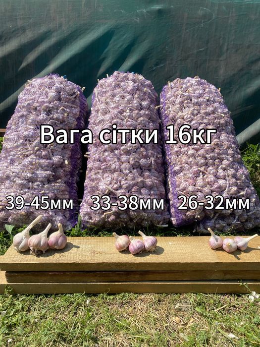 Посадковий Часник озимий Любаша, калібрований 2025 року –  роздріб