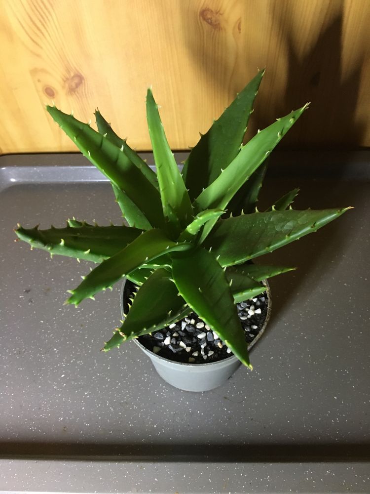 Aloes leczniczy 22 cm. Uprawa ekologiczna