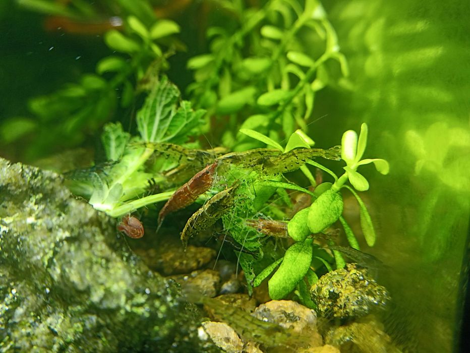 Акваріумні рослини та креветки