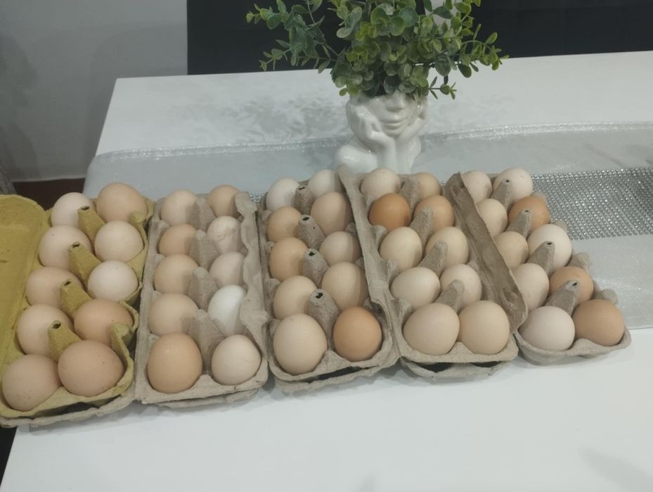 Jajka wiejskie od gospodarza