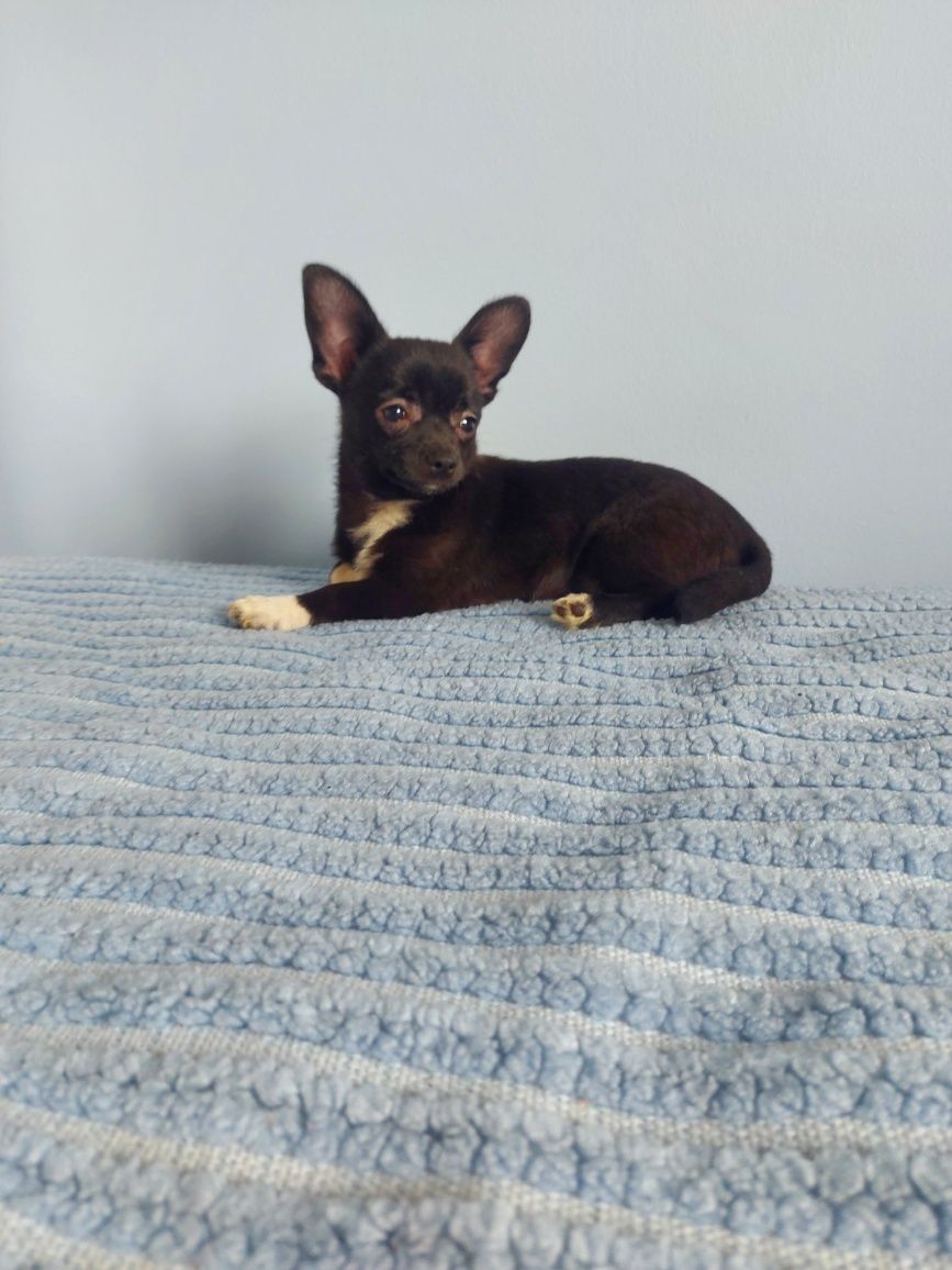 Chihuahua Preta e Branca